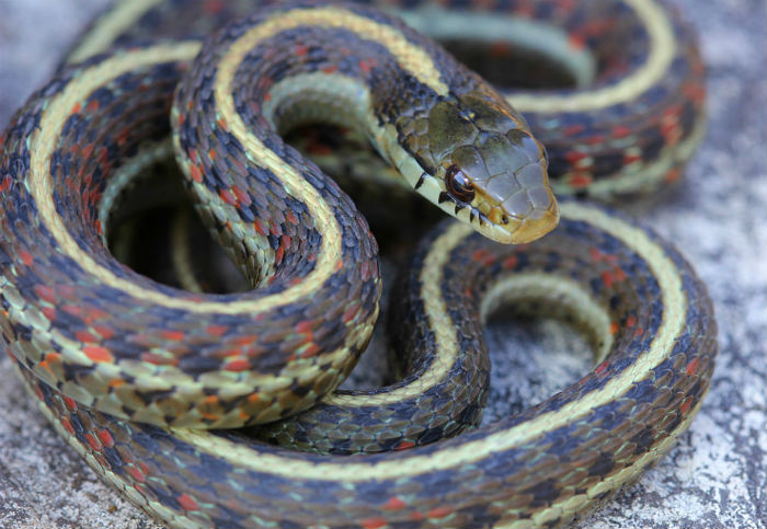 Coast Garter Snake